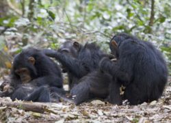 A group of chimpanzees grooming, Gombe Stream National Park