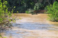 Ishasha-River-1