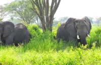 Ishasha-elephants-21