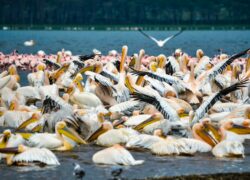 Lake-Nakuru-bibhash-polygon