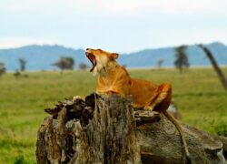 Lion_Serengeti