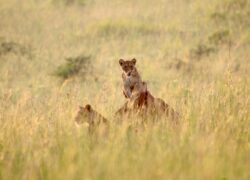 Lioness and Cab-Murchisonfalls