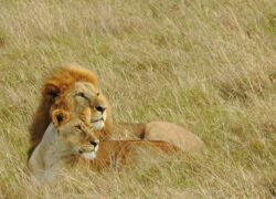 Masai-mara-zed-cee