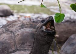 giant-turtle-alin-meceanu
