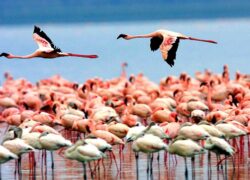 Flamingos and Lake Manyara