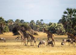 safari-kenya
