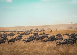 wilderbeast-Migration-harshil-gudka